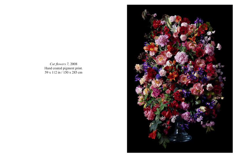 Robin Derrick: Cut Flowers